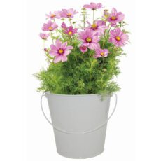 5055128623773 1 Nurture Grow Vintage Bucket Pink Cosmos Grow Kit.jpg